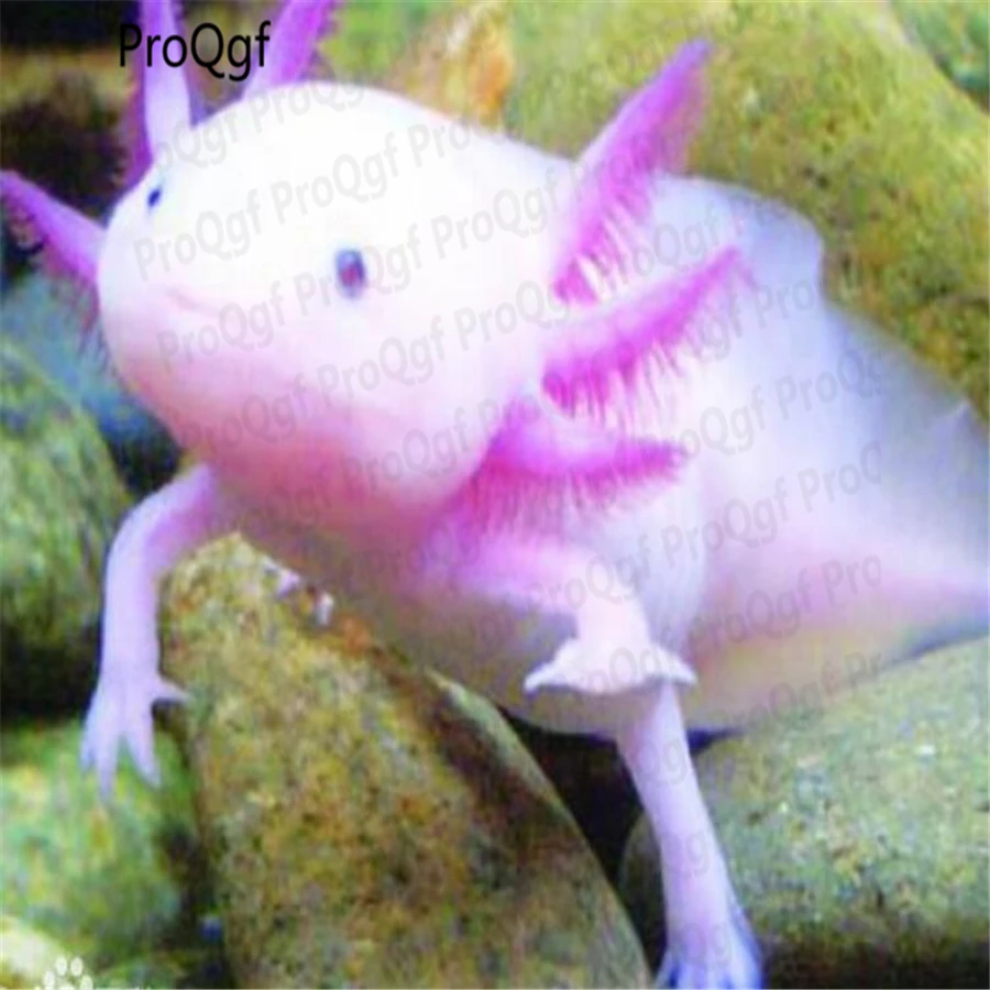 10 шт. набор Axolotl