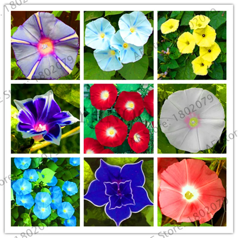 Новинка 2018!50 шт./пакет висит Петуния смешанные floresling семена редкой петунии