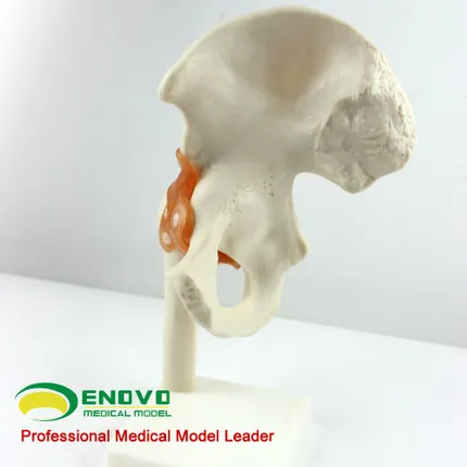 Человеческий тазобедренный сустав бедра модель человеческого скелета