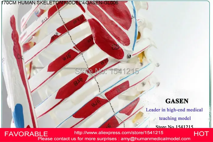 Человеческий анатомический 170 см мышечный скелет модель передового тела