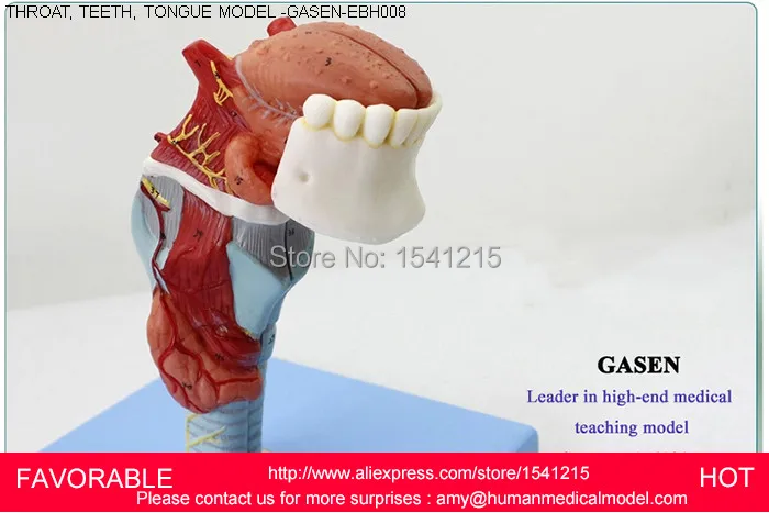 Структура горла имеет увеличенную модель гортани человеческий язык зубов
