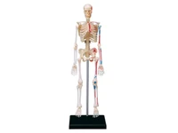 4d skeleton organs teaching model for anatomical medicine human bones puzzle toy biology medical science assembly model