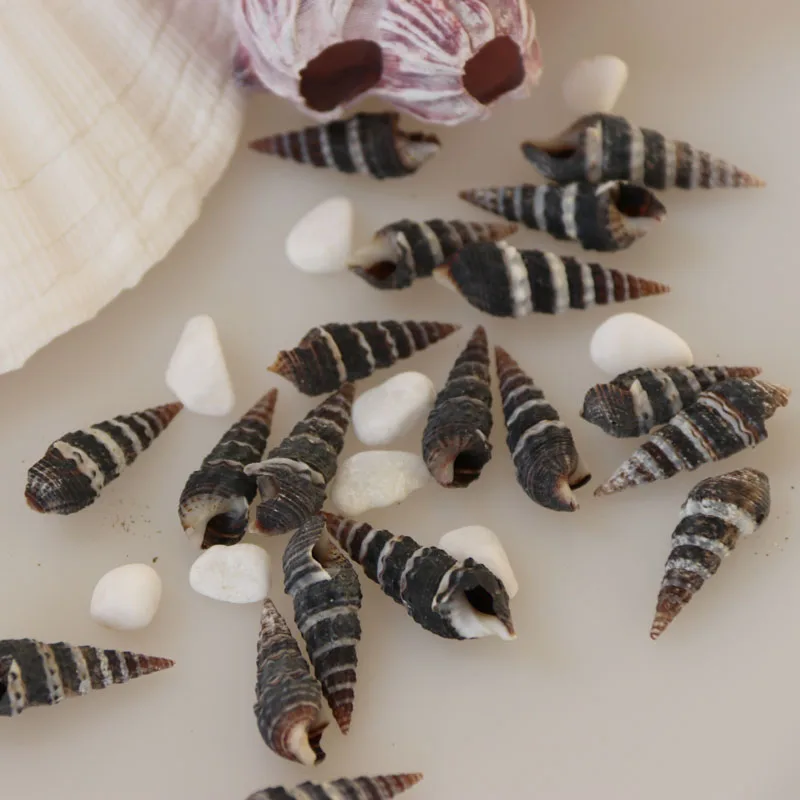 Бесплатная доставка (50 шт./лот) черный конусный винт натуральный корпус & раковины