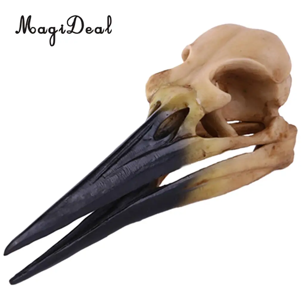 MagiDeal каучуковый Oystercatcher Реплика головок черепа Скелет коллекция фигурок