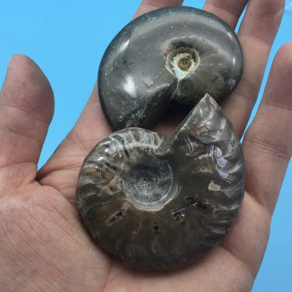 TT687 2 шт много натуральной окаменелости аммониты камень целебные минералы