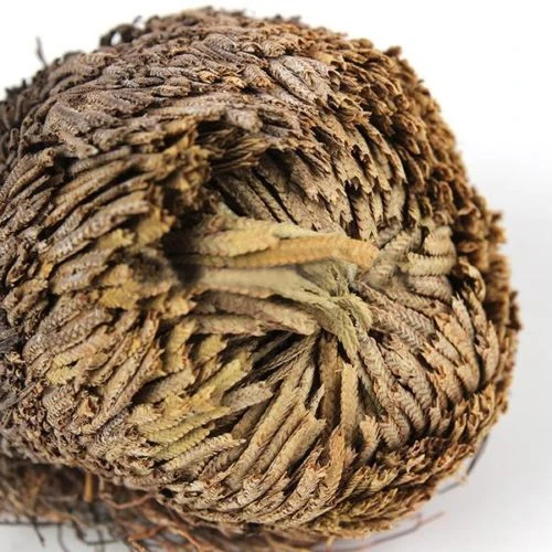 hot!1 Pc Live Resurrection Plant Rose of Jericho Dinosaur Plant Air Fern Spike Moss