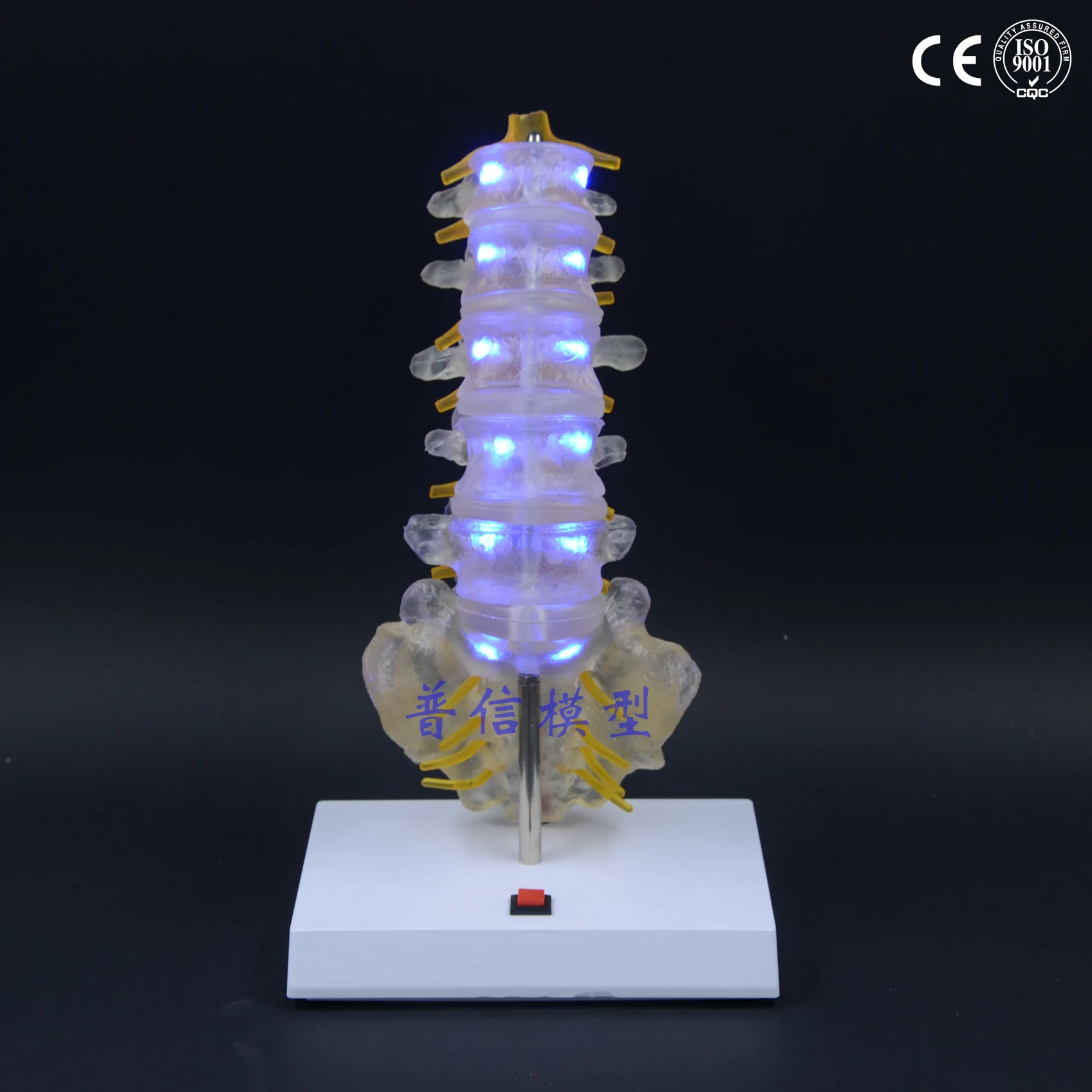 

Free shipping&Spine model, medical, luminous creative gifts, birthday gifts, tail vertebral body lumbar model.