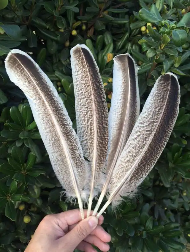

22-30 cm / 10-12 inches Natural color 2016 eagle feathers a set of wholesale and retail plume 10PCS/bag