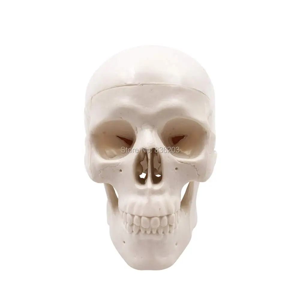Human Pathological skeleton Anatomical mini skull Structure surgical Median Section traumatic pistols condoms medical instrument