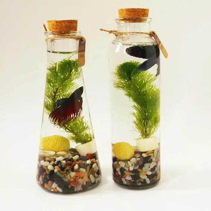 Тайская миска для рыб полумесяц хвост Король Лев животные декоративные рыбы