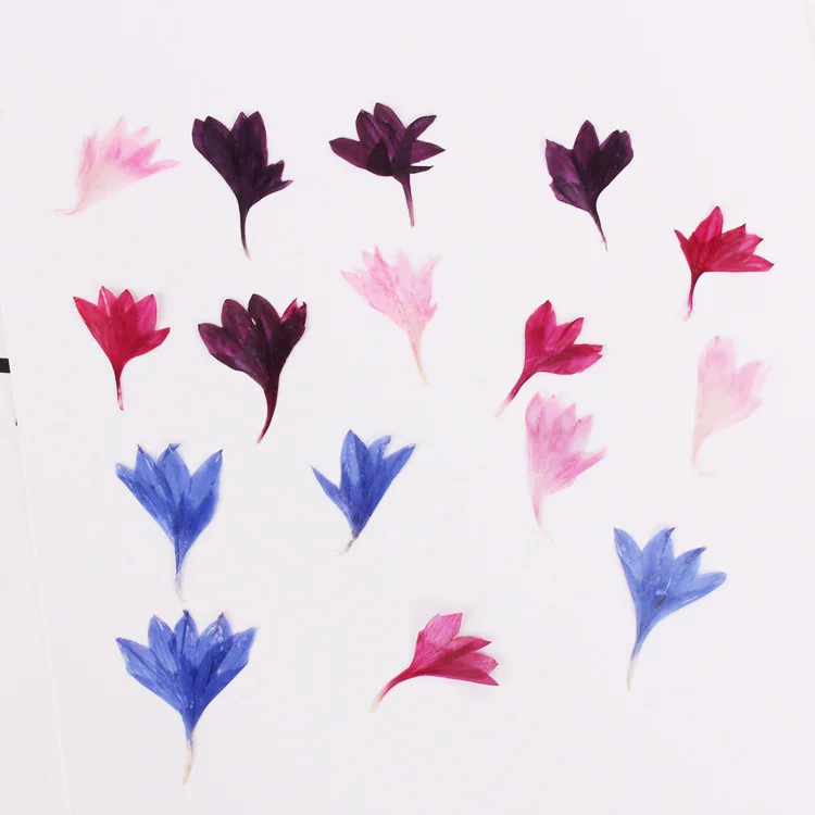 Натуральные сушеные цветы 20 шт. DIY прессованный гербарий декоративные поделки