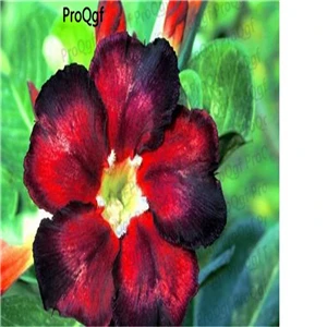Ngryise 5 шт. набор Adenium obesum пустынная Роза