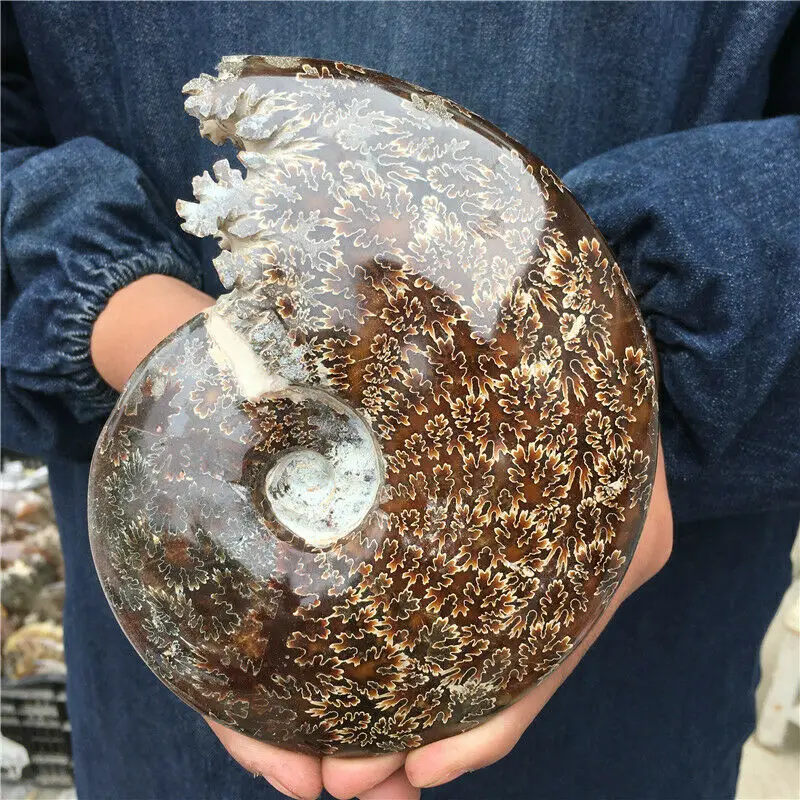 

700-1300g whole natural ammonite fossil conch crystal specimen healing