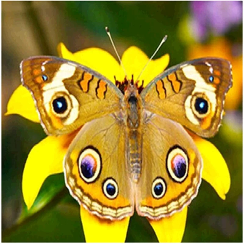 5d diy Алмазная Картина Бабочка Мозаика картина вышивка Стразы Вышивка крестом