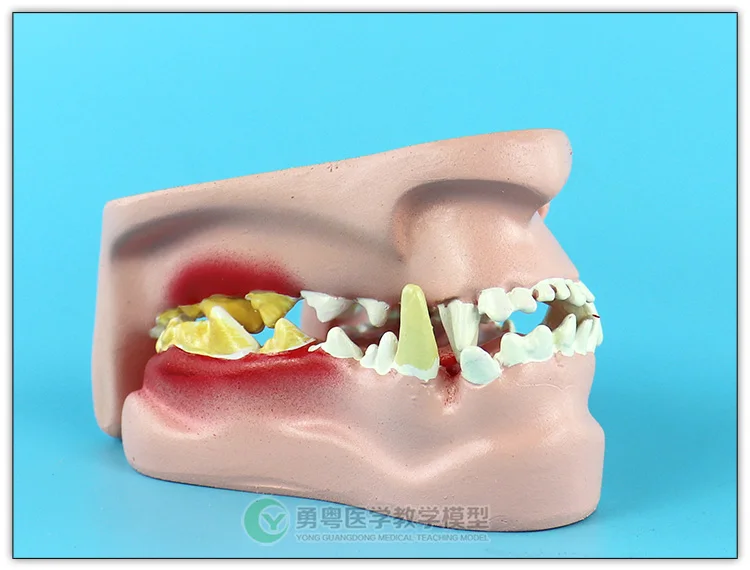 Собаки зубы стоматологические патологические модели Canine Oral модель Анатомия животных демонстрационная модель для обучения модель