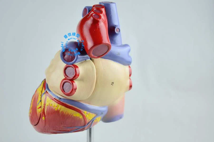 Бесплатная доставка и модель сердечной анатомии кардиоваскулярная