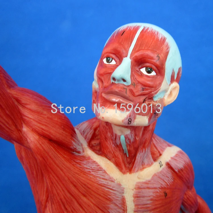 Лидер продаж 50 см мужская модель мышц мускулов анатомическая человека|anatomical