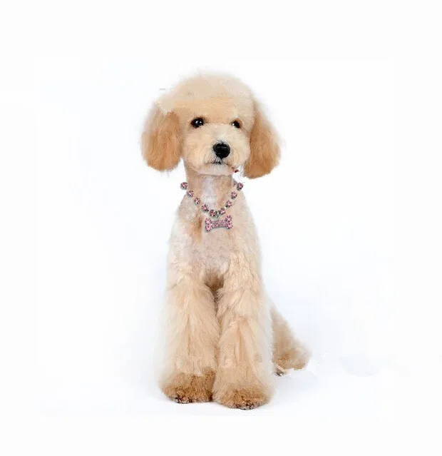 New 2015 Crystal Diamante Bone Rhinestone Pendant Pet Necklace Collar Dog | Дом и сад