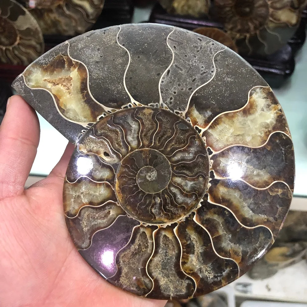 

300-400g Natural ammonite section fossil conch crystal specimen healing