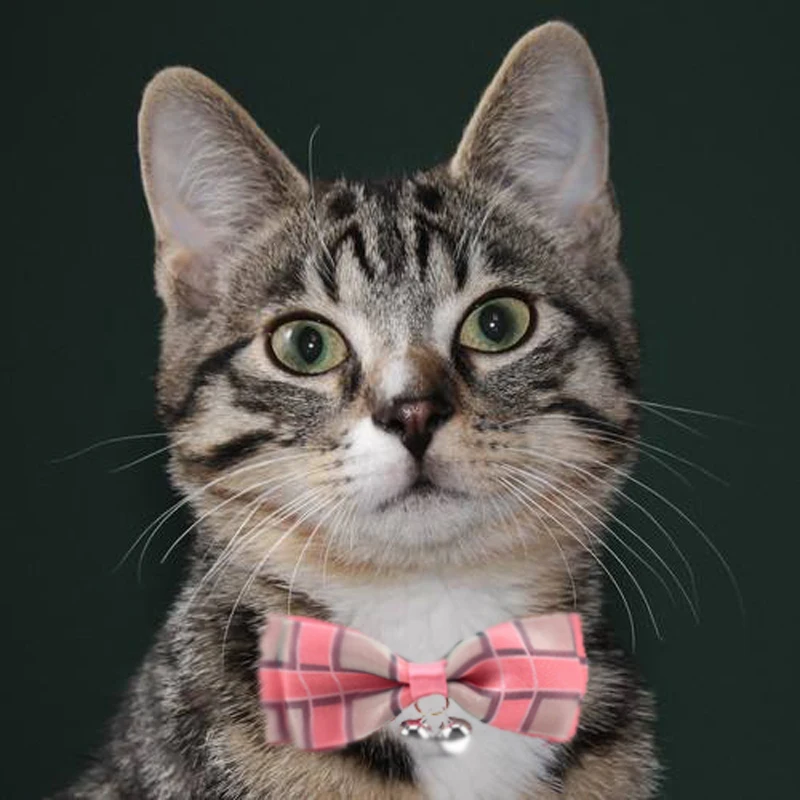 Симпатичные плед / полосатый бантом Домашние животные Кошачий воротник