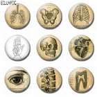 Магниты на холодильник, магнитные наклейки с человеческим телом для разворота органов на холодильник, 30 мм, стеклянные Самоцветы, домашний декор, подарок врача