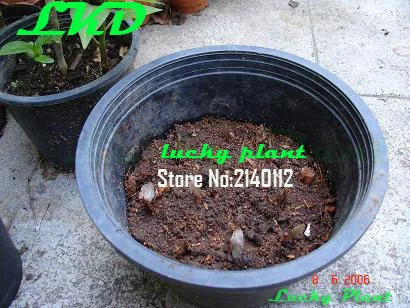 20 Свежий Adenium Obesum Семена Таиланд Редкие Реального Роза Пустыни Семян no56-coral-cream-5 |