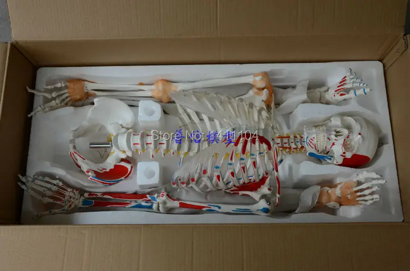 Бесплатная доставка большие кости для человеческого тела с связкой мышечной