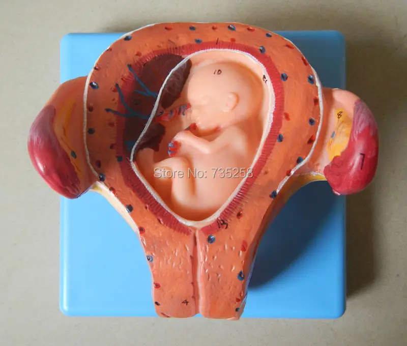 

Three Months Embryo Model,Three Months Pregnant Embryo Model
