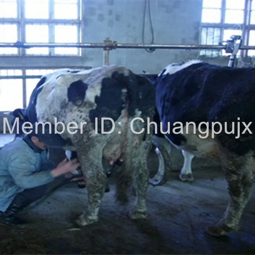 Доильный кабинет для костей|parlor| |