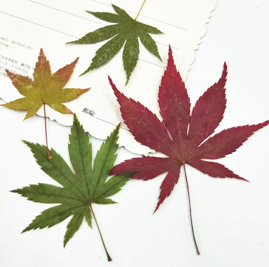 120 шт прессованный высушенный цветок кленовый наполнитель для эпоксидной смолы