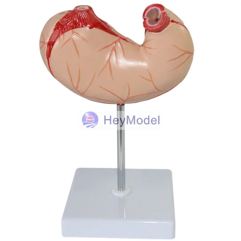 

Heymodel Stomach Anatomy Model 2 Parts