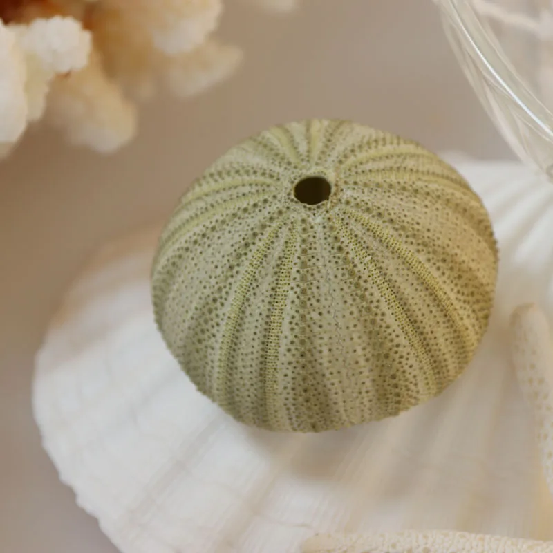 Бесплатная доставка (6 шт./лот) Зеленая морская урчина натуральная ракушка