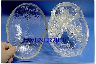 Каркасная медицинская модель с черепом анатомическая голова человека