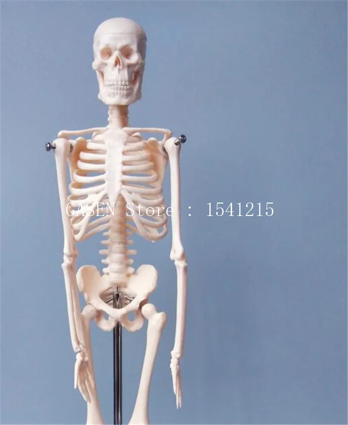 Структурный Скелет сердце кровеносные сосуды Неврология человеческий скелет