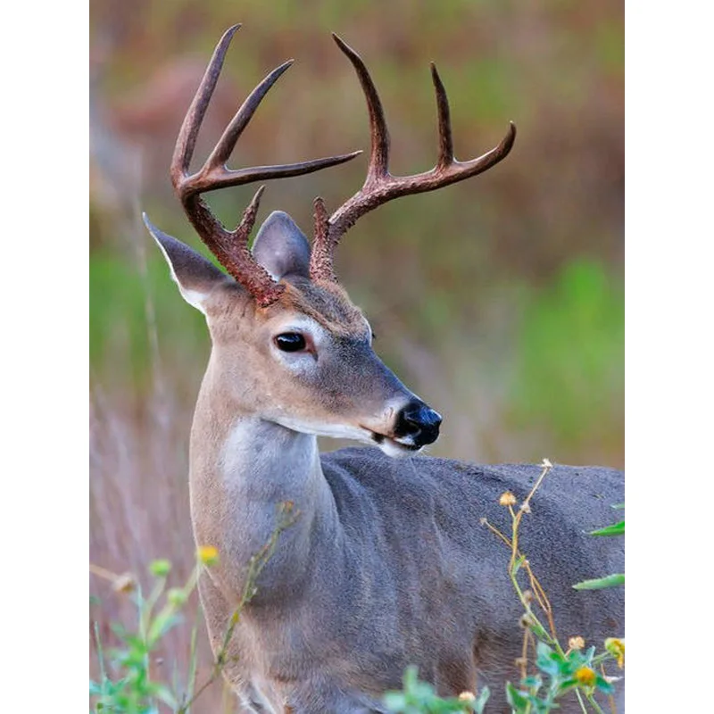 YIKEE алмазная живопись олень Алмазная мозаика для творчества Y1551 | Дом и сад