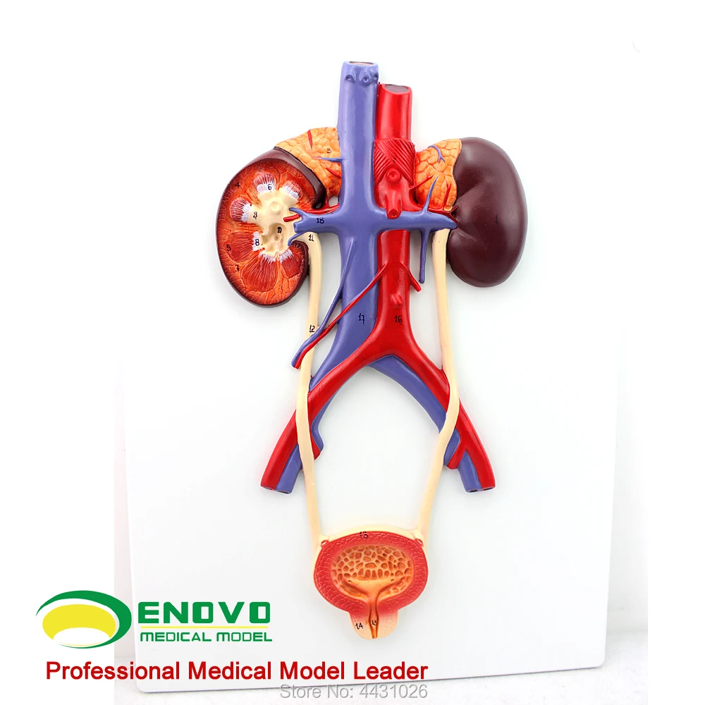 ENOVO Human urinary system model ureteral urethral model renal anatomy model medicine enovo kidney and kidney unit glomerular model urinary system anatomical structure human kidney model