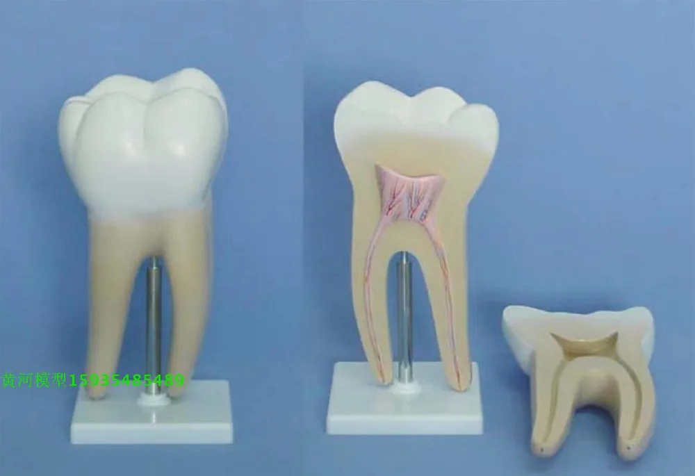 

human Large molars teeth model Two sets human Oral free shipping