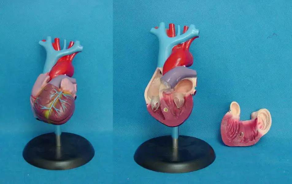 Анатомическое Сердце человека анатомия прозрачное сердце анатомическая модель