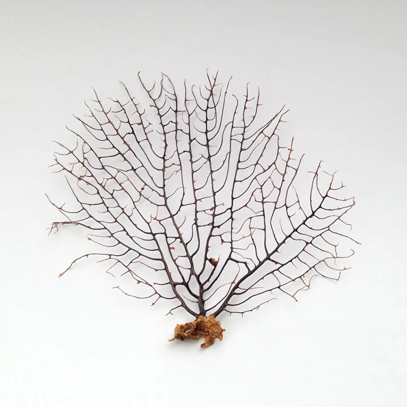 Бесплатная доставка (1 шт./лот) украшение для дома Натуральный раковины морской