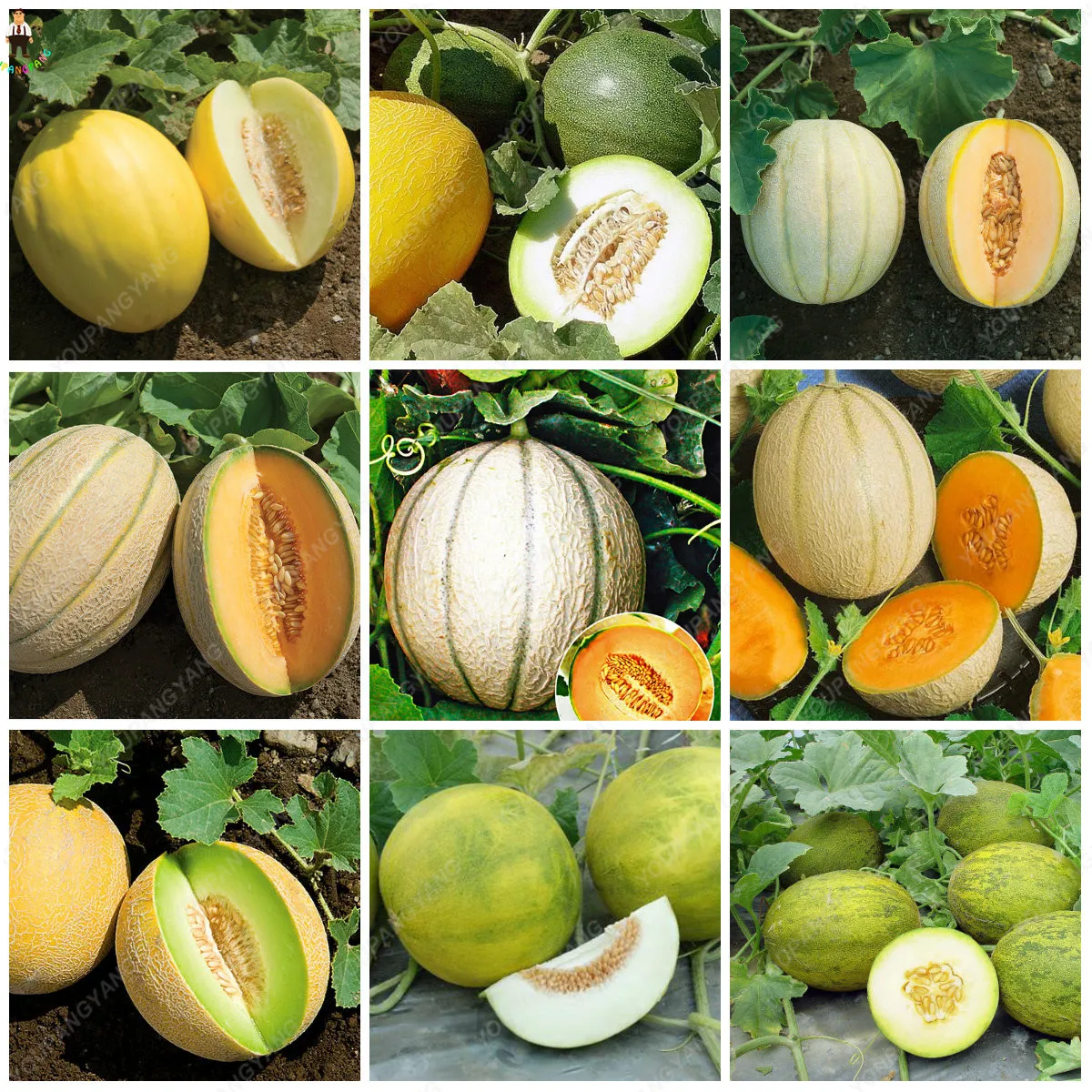 20 штук Hami Melon посадки бонсай Мускусная Дыня растения вкусные овощи фрукты для