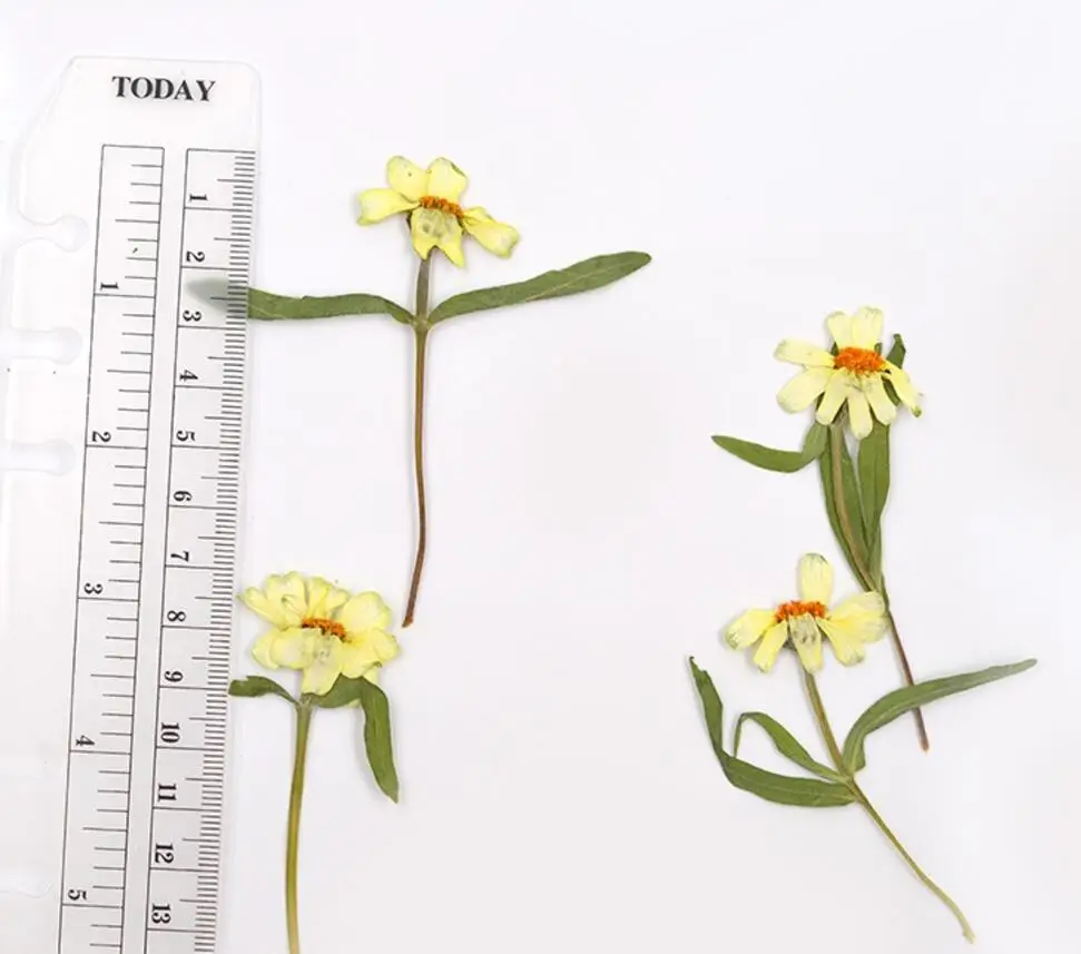 100 шт прессованный высушенный цветок Zinnia наполнитель для эпоксидной смолы кулон