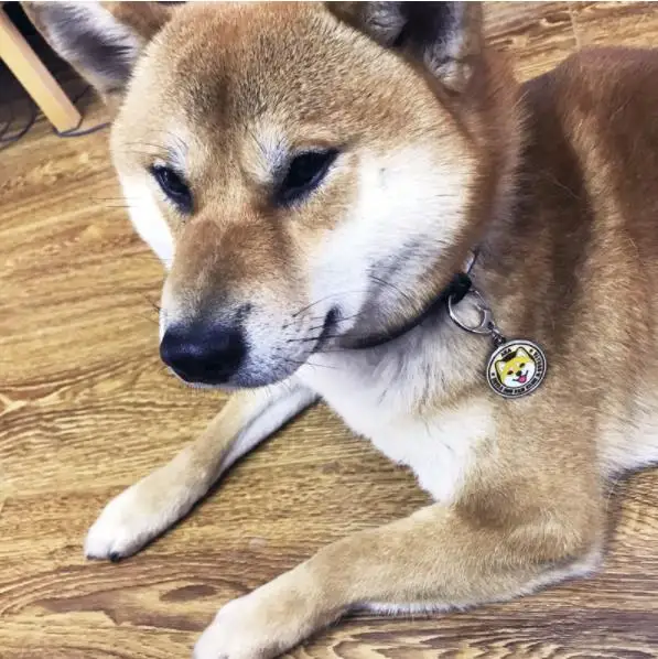 Kabosu собака брелок милый Шиба ину шаблон брелок Doge брелок металлический Шиба ину брелок