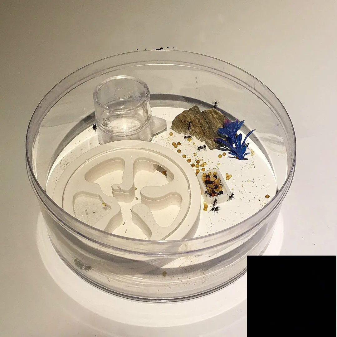 1 шт. маленький круглый ant nest акриловый pet подарок на день рождения украшение стола
