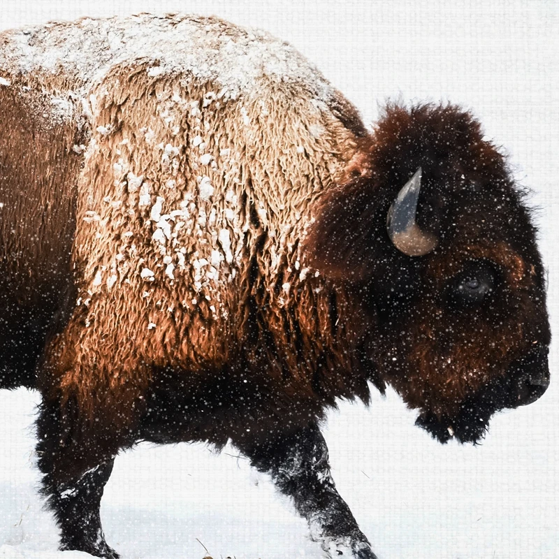 Настенный постер с изображением животных Bison в питомнике снежной зимы