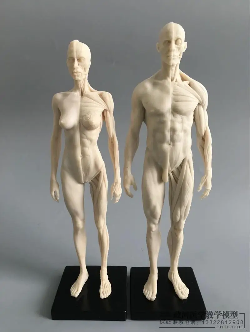 Художественное тело человека 30 см модель человеческого тела структура картина CG