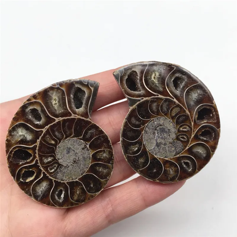 2 шт Половина вырезать аммонит оболочки пара Fossil образец из Мадагаскара модное