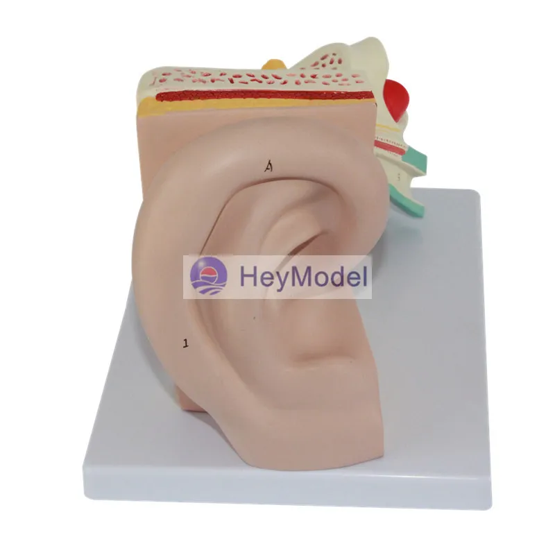 HeyModel модель анатомии человеческого уха | Канцтовары для офиса и дома