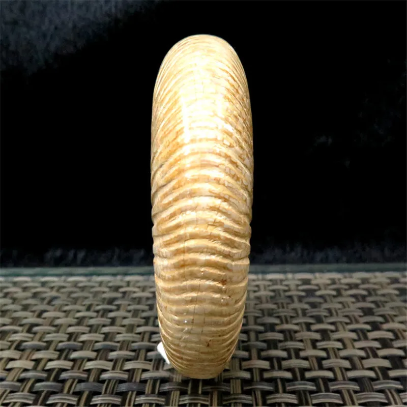 Натуральный палеонтологических ископаемого Ammonoid минеральной геолого учебный