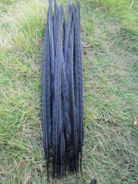 black 10 шт./лот красивые Дикие горные Перья Длинные 40-45 см широкий выбор цветов опционально DIY Коллекция украшения - Цвет: black