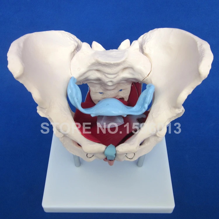 Модель таза для женщин с мышцами и органами анатомическая модель | Канцтовары